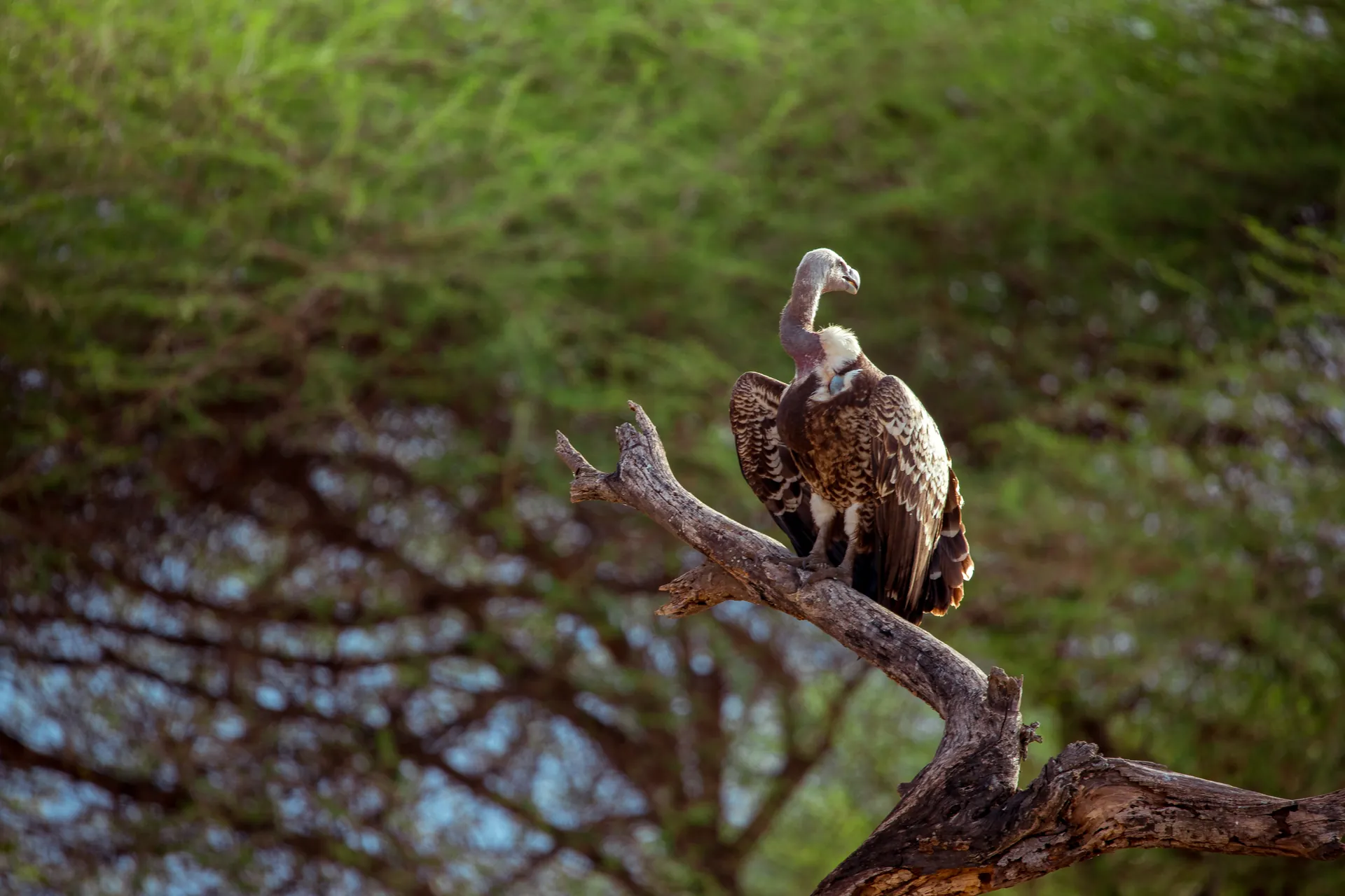 Wildlife in an East African safari landscape
